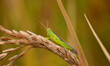 Close-up of a grasshopper on a rice plant in Nagaon District, Assam, India, on June 2, 202...