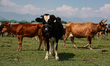 Herds of cows graze across the open green fields in Sopore, Jammu and Kashmir, India, on J...