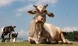 Herds of cows graze across the open green fields in Sopore, Jammu and Kashmir, India, on J...