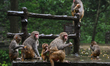 ZHANGJIAJIE, CHINA - JUNE 3: 
A small group of wild rhesus macaques, including mothers, i...