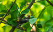A baby Indian pied myna bird perches on a guava tree in Tehatta, West Bengal, India, on Ma...