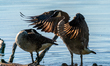 Canada geese preen themselves at the Fernald Nature Preserve in Ross, Ohio, on June 4, 202...