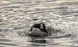 A Canada Goose preens itself at the Fernald Nature Preserve in Ross, Ohio, on June 5, 2026...