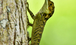 A rhino-horned lizard (Ceratophora stoddartii) rests on a tree at Horton Plains National P...