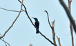 A Purple Sunbird sits on a tree branch while searching for nectar from flowers in Siliguri...