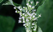 Cryptotaenia japonica flowers bloom on a mountain in Sangju, South Korea, on June 14, 2026...