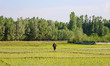 Ghulam Mohammad Mir, 64, a Kashmiri farmer, spreads fertilizer in his paddy field on the o...