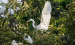 A great egret (Ardea alba) spreads its wings while balancing among the branches of a nesti...