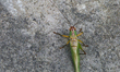 A black-legged meadow katydid (Orchelimum nigripes) in Markham, Ontario, Canada, on Septem...
