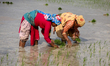 A Nepali farmer transplants paddy saplings in fields on the outskirts of Kathmandu, Nepal,...
