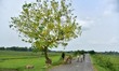 The golden shower tree, also known as Amaltas, is in full bloom along a roadside in Nagaon...