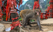 ZHANGJIAJIE, CHINA - JUNE 4: 
A wild rhesus macaque monkey crouches on an earthen mountai...