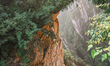 ZHANGJIAJIE, CHINA - JUNE 4: 
The sun shines through dense forest foliage above the 'Firs...