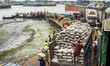 A high-angle view shows a large blue truck being loaded with massive stacks of frozen fish...