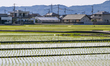 WAKAYAMA, JAPAN - JUNE 11: 
Symmetrical rows of young green rice seedlings sit submerged...