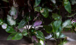 Potted plants are seen in Osorno, Chile, on June 27, 2026. Plants communicate with each ot...