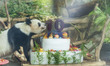 Giant panda ''Jilan'' celebrates its 10th birthday with a special panda birthday banquet a...