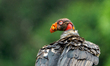 A king vulture (Sarcoramphus papa) near Boca Tapada in the San Carlos canton of Alajuela p...