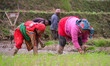 Women plant rice seedlings in waterlogged paddy fields during the observance of National P...