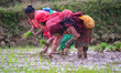 Women plant rice seedlings in waterlogged paddy fields during the observance of National P...