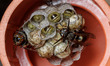 A paper wasp (Polistinae) tends to its larvae inside a nest built in a rural storage shed...