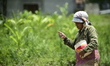 A Nepalese farmer spreads fertilizer before planting rice saplings following late monsoon...