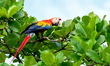 A wild scarlet macaw (Ara macao) at Botanika Resort on the Osa Peninsula, Costa Rica, on J...