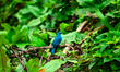A pair of Verditer Flycatcher birds forage in Sillerygao, West Bengal, India, on April 15,...