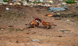 A pair of house sparrows (Passer domesticus) display courtship behavior in Sillery Gaon, W...