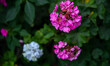 An ivy-leaved geranium (Pelargonium peltatum) blooms in Kathmandu, Nepal, on July 14, 2026...