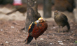 Birds are pictured inside the enclosure of Central Zoo of Nepal on July 17, 2026. The zoo...