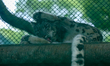 An animal is seen inside the enclosure of Central Zoo of Nepal on July 17, 2026. The zoo h...
