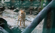 A jackal is seen in its enclosure at Central Zoo of Nepal on July 17, 2026. The zoo has be...