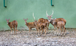 Spotted deer are pictured in an enclosure inside Nepal's Central Zoo on July 17, 2026. The...