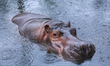 A hippopotamus is pictured inside the Central Zoo of Nepal on July 17, 2026. The zoo had b...