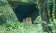 A Royal Bengal Tiger rests in its enclosure at Central Zoo in Lalitpur on July 17, 2026. T...