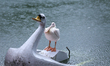 A submerged boat is seen in a pond inside Nepal's Central Zoo on July 17, 2026. The zoo ha...