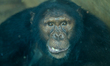 A chimpanzee is pictured inside the Central Zoo of Nepal on July 17, 2026. The zoo has bee...