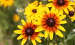 Several types of daisies grow in a garden in Port Hope, Ontario, Canada, on July 11, 2026....