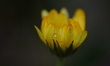 Water droplets are seen on a Pot Marigold flower after light rain in Kirtipur, Kathmandu,...
