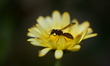A wasp collects nectar from a pot marigold flower in Kirtipur, Kathmandu, Nepal, on July 1...