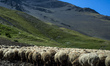 Sheep herd pastures at the mountains near Khinalig village, Quba region, Azerbaijan. The m...