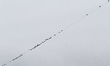 Murmuration of starlings preparing to fly westwards to spend the winter in mild weather (i...