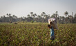 A young boy is seen in the early morning holding a bucket filled up with cotton as he harv...