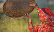 A woman separates rice grains from the glumes, or husks using a traditional winnowing meth...