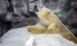 Polar bears Aurora and Peregrino, respectively 5 and 6 years old, live in the São Paulo Aq...