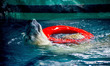 Polar bears Aurora and Peregrino, respectively 5 and 6 years old, live in the São Paulo Aq...