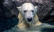Polar bears Aurora and Peregrino, respectively 5 and 6 years old, live in the São Paulo Aq...