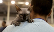Man with a cat during International Dog And Cat Festival Athens 2016 in Athens, Greece, on...
