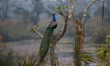 A peacock is seen during the Jungle safari at Chitwan National Park in CHitwan some 154 ki...
